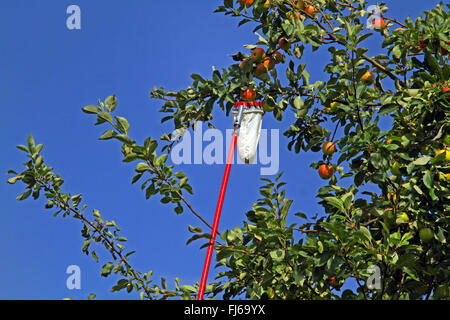 Pommier (Malus domestica), cueilleur de fruits dans un pommier avec des pommes, Allemagne Banque D'Images