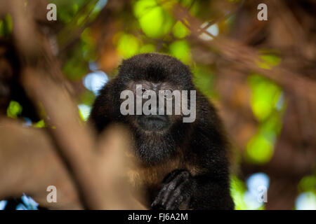 Singe Coiba Howler, Alouatta coibensis, dans la forêt tropicale du parc national de Coiba, océan Pacifique, province de Veraguas, République du Panama Banque D'Images