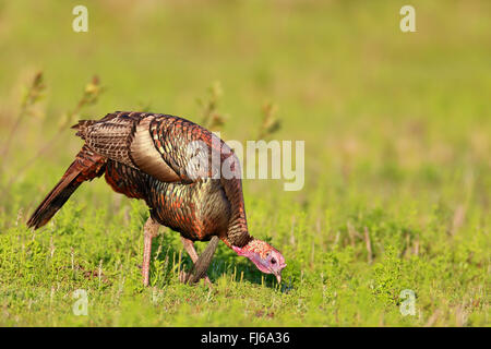 La Turquie commun (Meleagris gallopavo), homme sur les flux dans un pré, USA, Floride, Kissimmee Banque D'Images