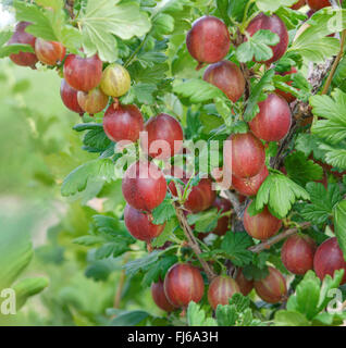 Wild groseille, groseille européenne (Ribes uva-crispa 'Redeva', Ribes uva-crispa), le cultivar Redeva Redeva Banque D'Images