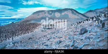 Manchot Adélie (Pygoscelis adeliae), colonie de pingouins sur la côte rocheuse, l'Antarctique Banque D'Images