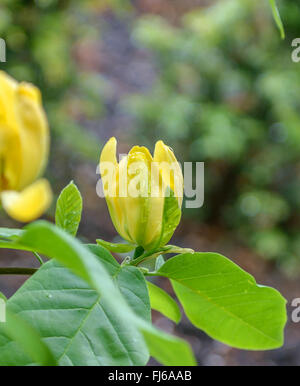 Magnolia, magnolia acuminé (Magnolia acuminata 'Moegi Dori', Magnolia acuminata Planï Dori), fleur du cultivar Planï Dori Banque D'Images