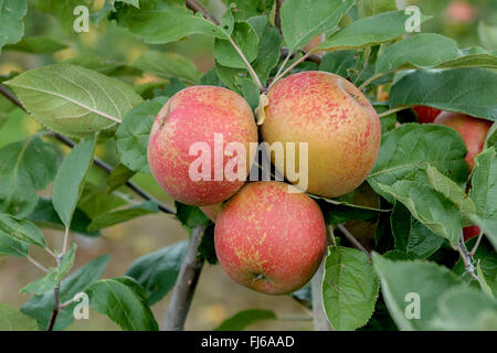 Pommier (Malus domestica 'Roter Boskoop', Malus domestica Roter Boskoop), aplles sur un arbre, le cultivar Roter Boskoop, Allemagne Banque D'Images