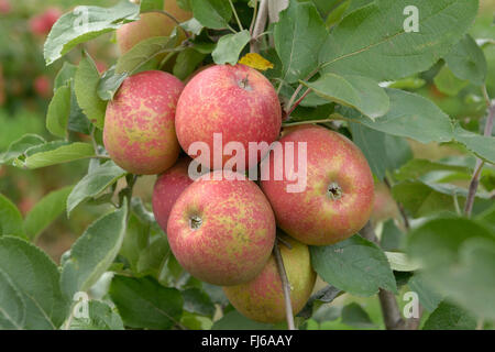 Pommier (Malus domestica 'Roter Boskoop', Malus domestica Roter Boskoop), aplles sur un arbre, le cultivar Roter Boskoop, Allemagne Banque D'Images