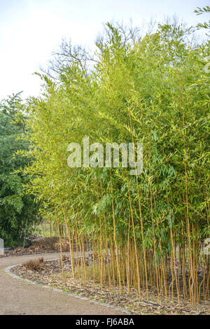 Bambou (Phyllostachys aureosulcata f. spectabilis, Phyllostachys aureosulcata 'Spectabilis' Phyllostachys aureosulcata spectabilis), Allemagne, Banque D'Images