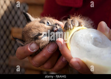 Le caracal (Felis caracal Caracal caracal caracal pup), mis en place sur la bouteille, Afrique du Sud Banque D'Images