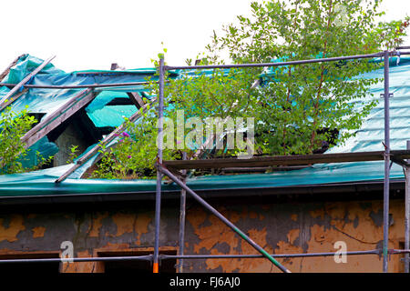 Bouleau commun, le bouleau verruqueux, bouleau blanc européen, le bouleau blanc (Betula pendula, Betula alba), maison délabrée avec bouleaux et buddleja sur le toit, l'Allemagne, Rhénanie du Nord-Westphalie Banque D'Images