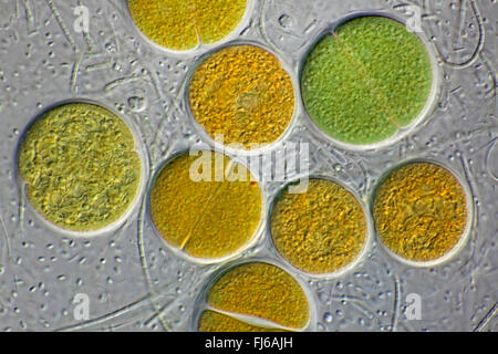 Algue bleu-vert (Chroococcus spec.), des colonies Banque D'Images