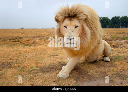 Lion (Panthera leo), white lion assis, Afrique du Sud Banque D'Images