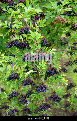 L'aîné, le Sureau noir européen commun, ancien (Sambucus nigra 'Haschberg', Sambucus nigra Haschberg), Bush, le cultivar Haschberg fructification, Allemagne Banque D'Images