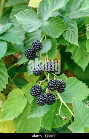 Blackberry arbustives (Rubus fruticosus 'Chester' sans épines, Rubus fruticosus sans épines Chester), fruits de cultivars sans épines Chester, Allemagne Banque D'Images