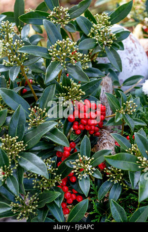 (Skimmia japonica Skimmia japonais 'Red Diamond', Skimmia japonica Red Diamond), avec les bourgeons et les fruits Banque D'Images