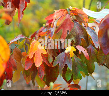 (Sassafras Sassafras albidum), les feuilles d'automne Banque D'Images