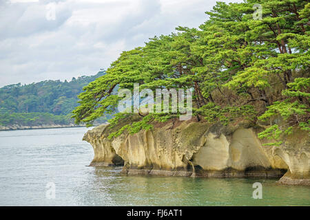 Le pin rouge du Japon (Pinus densiflora), sur un rocher dans la baie de Matsushima, Japon, Honshu, Matsushima Banque D'Images