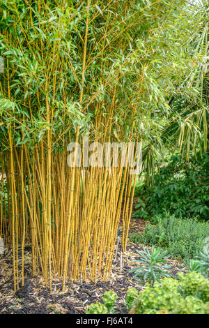 Golden Vivax Bambou, bambou vigoureux (Phyllostachys vivax aureocaulis. f, Phyllostachys vivax 'Aureocaulis Phyllostachys vivax Aureocaulis,'), Royaume-Uni Banque D'Images