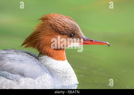 Harle bièvre (Mergus merganser), femme, portrait, Autriche, Burgenland Banque D'Images