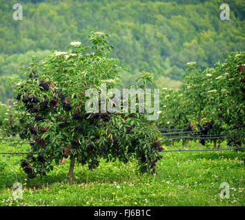 L'aîné, le Sureau noir européen commun, ancien (Sambucus nigra 'Haschberg', Sambucus nigra Haschberg), Bush, le cultivar Haschberg fructification, Allemagne Banque D'Images