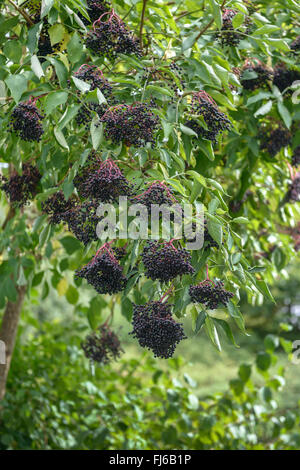 L'aîné, le Sureau noir européen commun, ancien (Sambucus nigra), bush fructification, Allemagne Banque D'Images