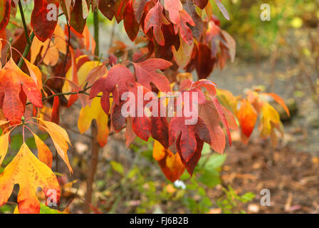 (Sassafras Sassafras albidum), les feuilles d'automne Banque D'Images