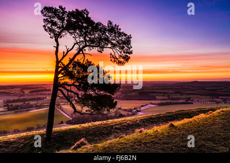 Un seul le pin sylvestre (Pinus sylvestris) contre un ciel lever du soleil d'hiver. Banque D'Images