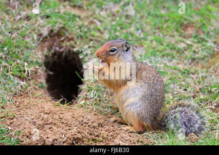 Columbian (Spermophilus columbianus), alimente en face de sa tanière, le Canada, l'Alberta, parc national de Banff Banque D'Images