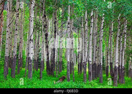 American tremble, tremble, peuplier faux-tremble (Populus tremuloides), les tremblaies, Canada, Alberta, parc national de Banff Banque D'Images