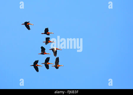 Canard à bec rouge, le sifflement à ventre noir (Dendrocygna autumnalis), flying troop, USA, Floride, Venise Banque D'Images