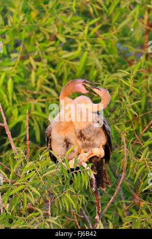 Dard d'Amérique (Anhinga anhinga), près de l'envol des oisillons au nid, USA, Floride, Venise Banque D'Images