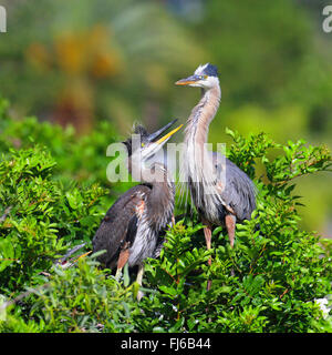 Grand héron (Ardea herodias), presque fledges juvéniles ne demandant qu'à être nourris, USA, Floride, Venise Banque D'Images