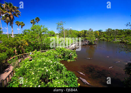 Aigrette neigeuse (Egretta thula), aigrette neigeuse colony à Gatorland, USA, Floride Banque D'Images