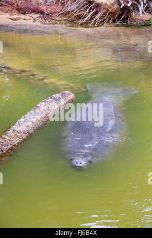 Lamantin des lamantins de Floride, Caraïbes, Antilles, lamantins (Trichechus manatus lamantin), nage en eau peu profonde, USA, Floride, Merritt Island Banque D'Images