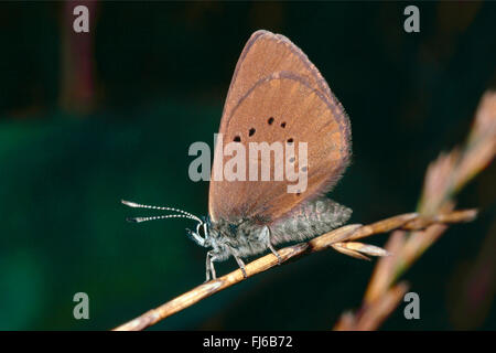 Grand bleu sombre (Maculinea nausithous), assis sur une pousse, Allemagne Banque D'Images