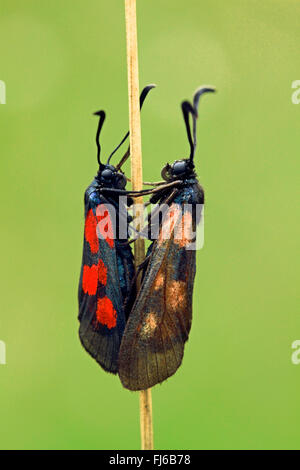 Nouvelle Forêt Burnett (Zygaena viciae, Zygaena meliloti, Thermophila meliloti, Anthrocera melitoti, Sphinx meliloti), paire, Allemagne Banque D'Images