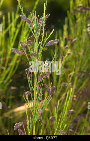 Le genêt à balai (Cytisus scoparius, Sarothamnus scoparius), branche avec fruits, Allemagne Banque D'Images