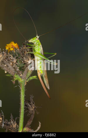 Ailes longues conehead (Conocephalus fuscus, Conocephalus discolor, Signum fuscum), femelle sur une usine, Allemagne Banque D'Images