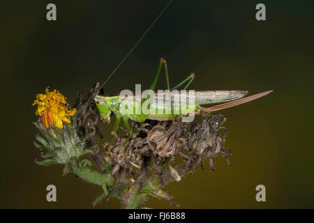 Ailes longues conehead (Conocephalus fuscus, Conocephalus discolor, Signum fuscum), femelle sur une usine, Allemagne Banque D'Images