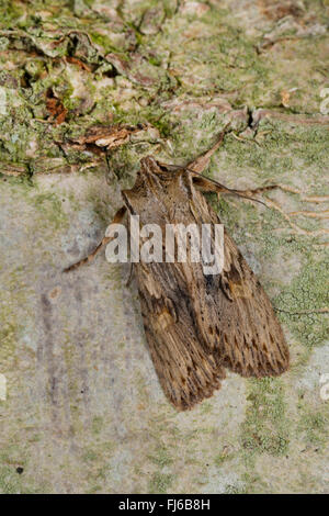 Papillon nocturne de la famille des Noctuidés (Lithophane sociaux, Lithophane hepatica), sur l'écorce, Allemagne Banque D'Images