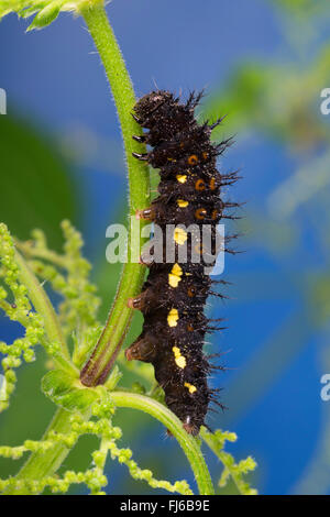 Vulcain (Vanessa atalanta, Pyrameis atalanta), Caterpillar se nourrissant de l'ortie, Allemagne Banque D'Images