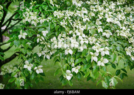 Cornus kousa var. chinensis, Cornus chinensis (Chinesischer Blumenhartriegel Blumenhartriegel, Chinesischer), Royaume-Uni Banque D'Images