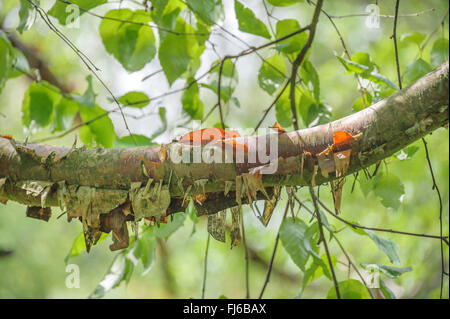 Rouge de Chine (Betula albosinensis Betula albosinensis, var. albosinensis), branche, Pologne Banque D'Images