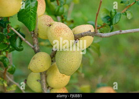 Cognassier (ornement Chaenomeles x superba 'Fusion', Chaenomeles x superba Fusion), les fruits de la fusion du cultivar, Allemagne Banque D'Images