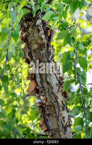 River, bouleau (Betula nigra bouleau noir), le tronc, Allemagne Banque D'Images