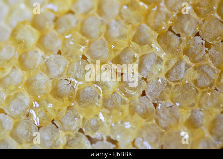 Abeille, ruche abeille (Apis mellifera mellifera), alvéoles fermées par la cire, Allemagne, Bavière, Niederbayern, Basse-Bavière Banque D'Images