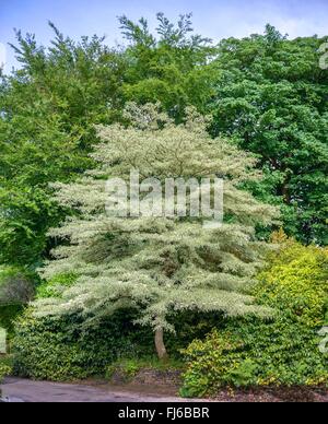 Cornouiller (Cornus controversa géant 'Variegata', Cornus controversa Variegata Variegata cultivar), blooming, Royaume-Uni, Angleterre Banque D'Images