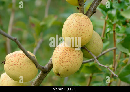 Cognassier (ornement Chaenomeles x superba 'Fusion', Chaenomeles x superba Fusion), les fruits de la fusion du cultivar, Allemagne Banque D'Images