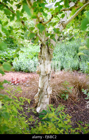 Erman's Birch, Rock russe Bouleau (Betula ermanii 'pleurs', Betula ermanii des pleurs), le tronc du cultivar en pleurant, Royaume-Uni Banque D'Images