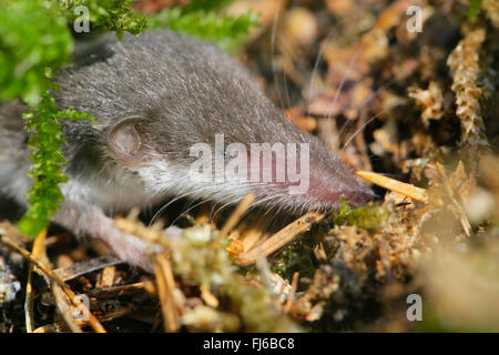 L'musaraigne Crocidura suaveolens (crantée), jeune animal, head shot, Germany Banque D'Images
