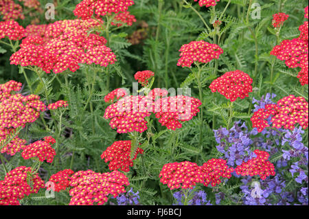 L'achillée, Commun achillée millefeuille (Achillea millefolium 'Paprika', l'Achillea millefolium Paprika), le cultivar Paprika, Pays-Bas Banque D'Images