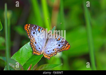 Anartia jatrophae Peacock (blanc), se trouve sur une feuille, USA, Floride, le Parc National des Everglades Banque D'Images