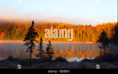 L'humeur du matin à un lac avec brouillard en automne, le Canada, l'Ontario, le parc provincial Algonquin Banque D'Images